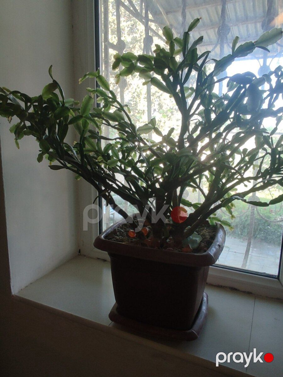 Şlumbergera — Bitkilər, Bakı (2)