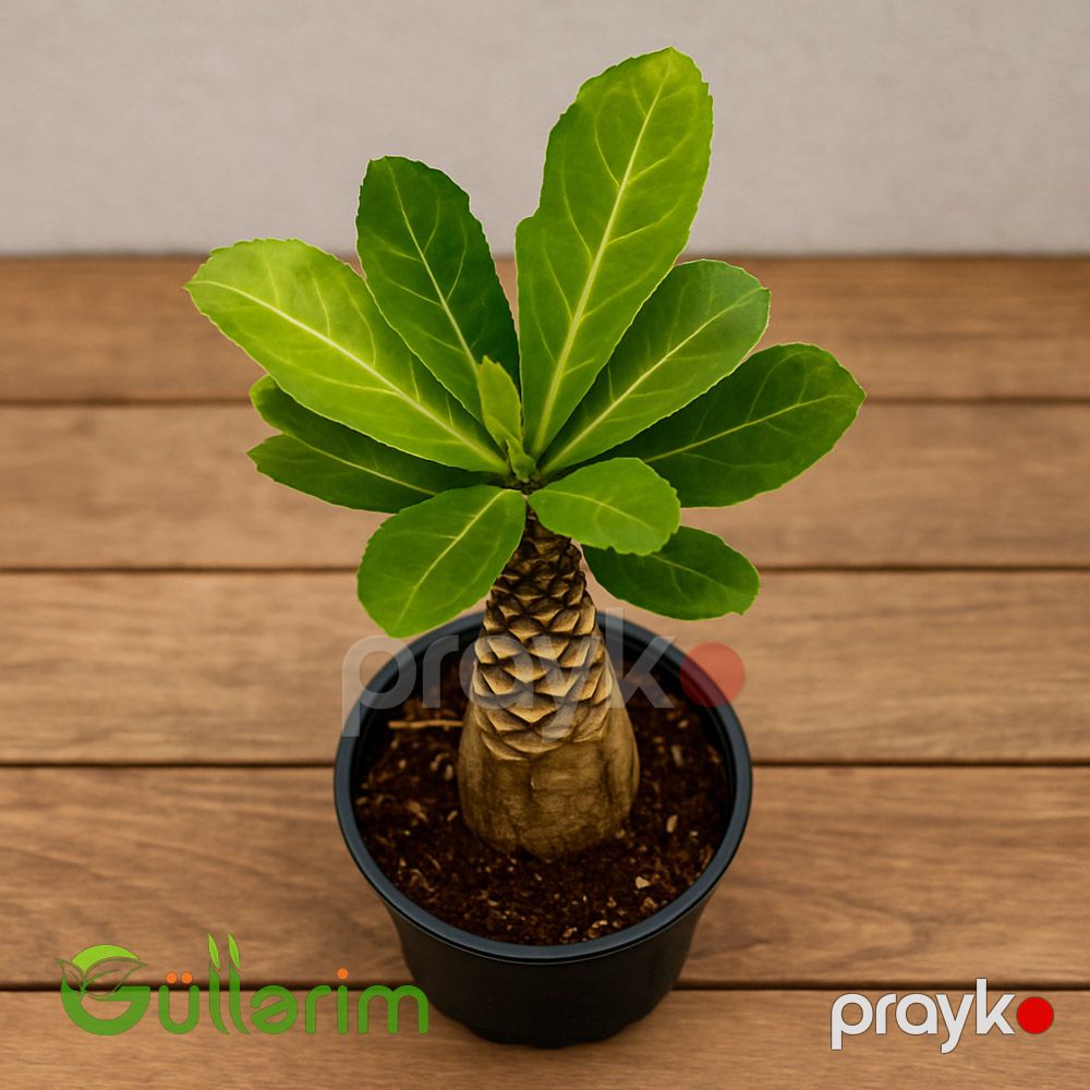 Brighamia insignis (Havay palması) — Bitkilər, Bakı (2)
