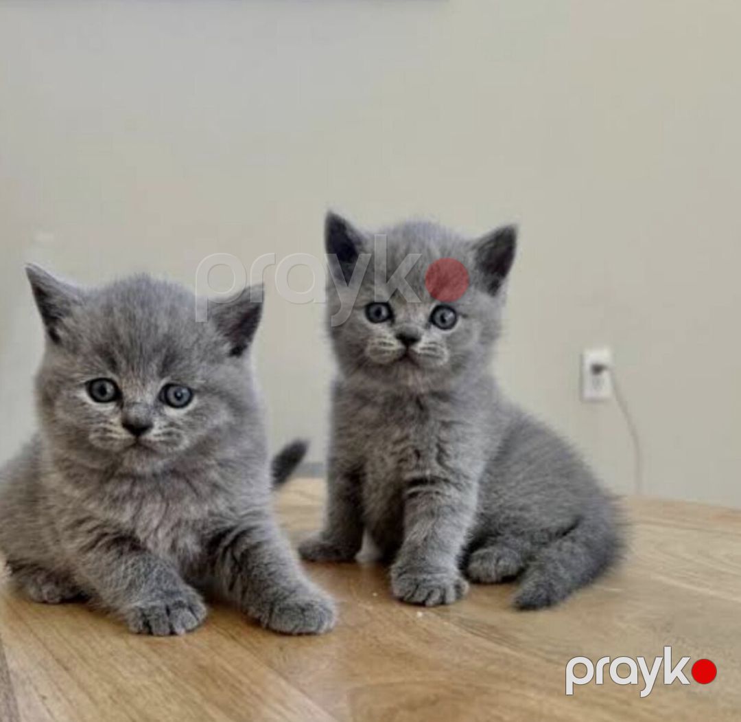 Şinşila pişik balaları — Pişiklər, Bakı (3)