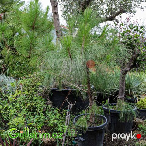 Pinus (Uzun iynəyarpaqlı şam)