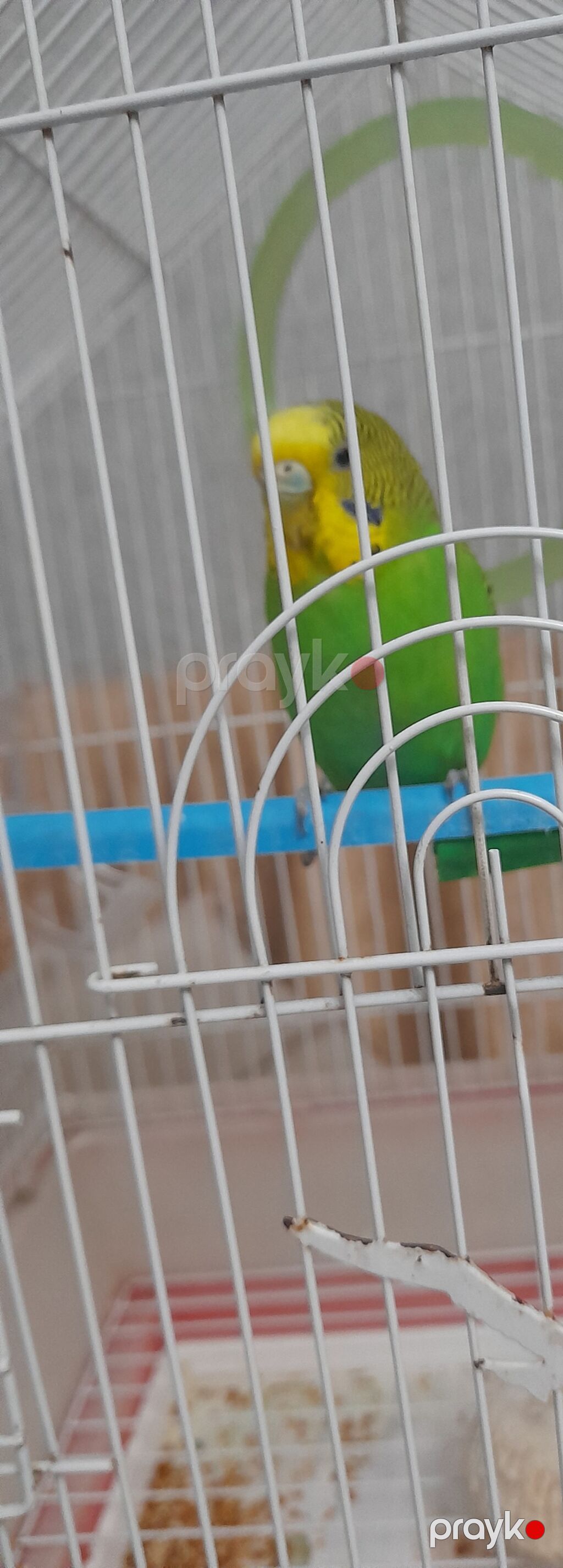 2 quş sağlam 1 qəfəs birdə yem verrəm Təsvir: - Növ: Dalğalı papuqay — Qəfəslər, Bakı (3)