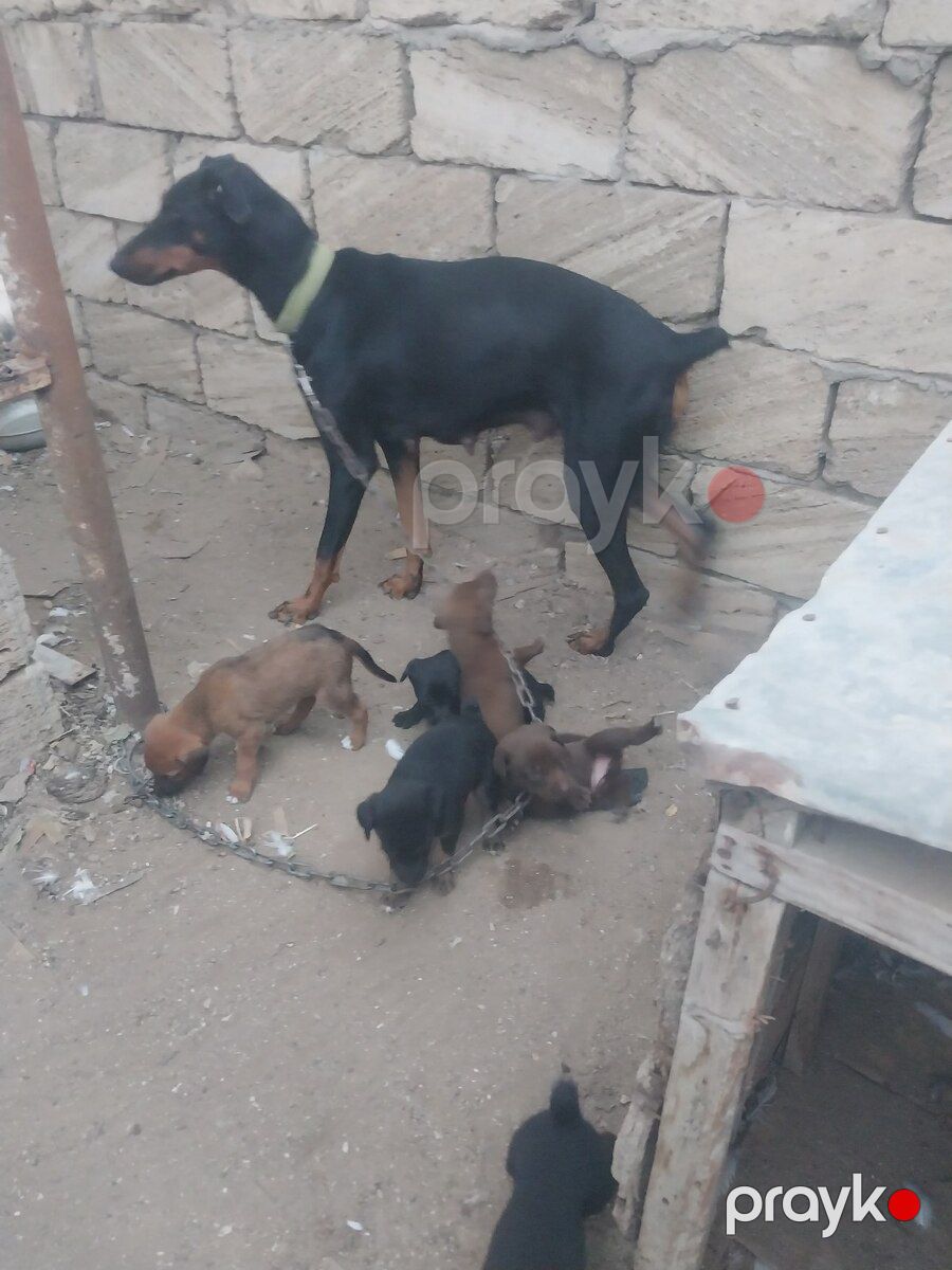Doberman balaları — Köpəklər, Bakı (4)
