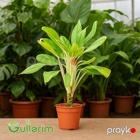 Philodendron (Filodendron Ağ — Bakı