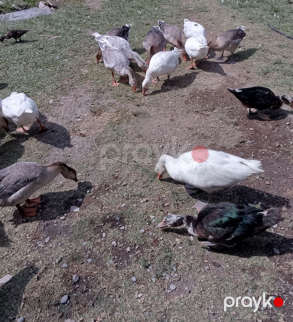 Qaz və lal ordək Qaz cins rus saxlama ətlik və damazlıq ördək cins — Digərləri, Yevlax (2)