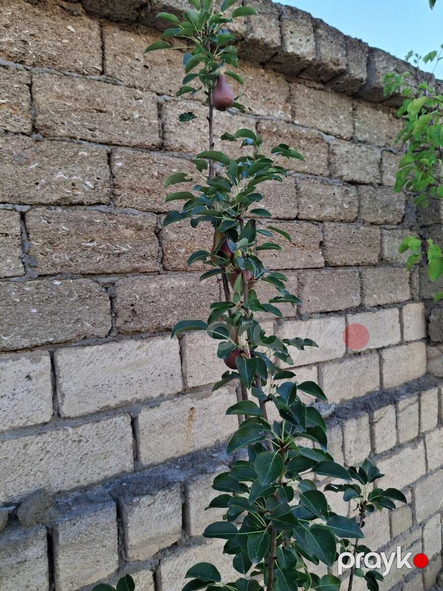 Satılır 2 otaqlı həyət evi/bağ evi 41 m² — Ev, villa, Bakı (8)