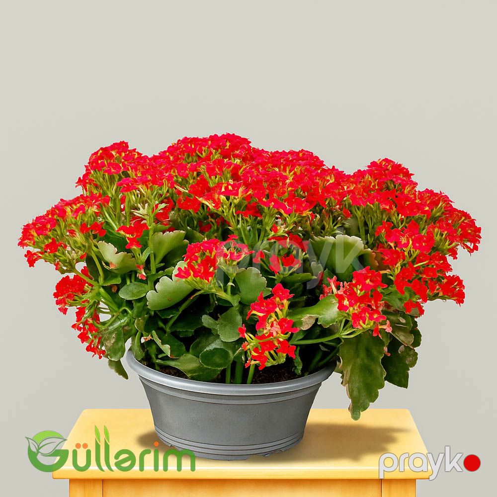 Kalanxoe blossfeldiana (Kalanxoe) — Bitkilər, Bakı (2)