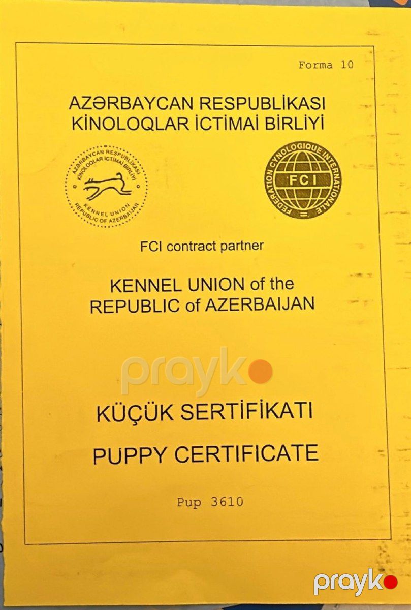 Alabay (cütləşdirmək üçün) — Köpəklər, Bakı (9)