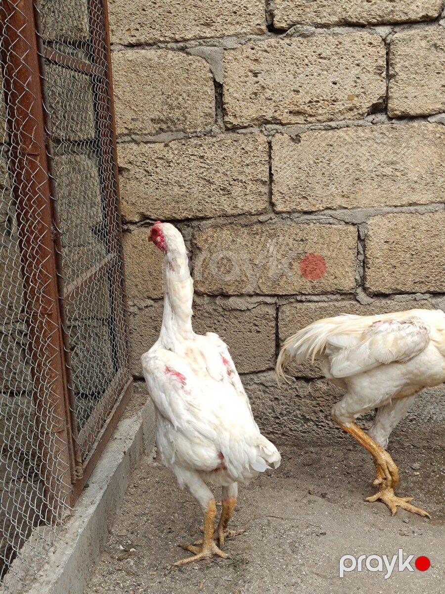 Heyratı fərə — Quşlar, Sumqayıt (8)
