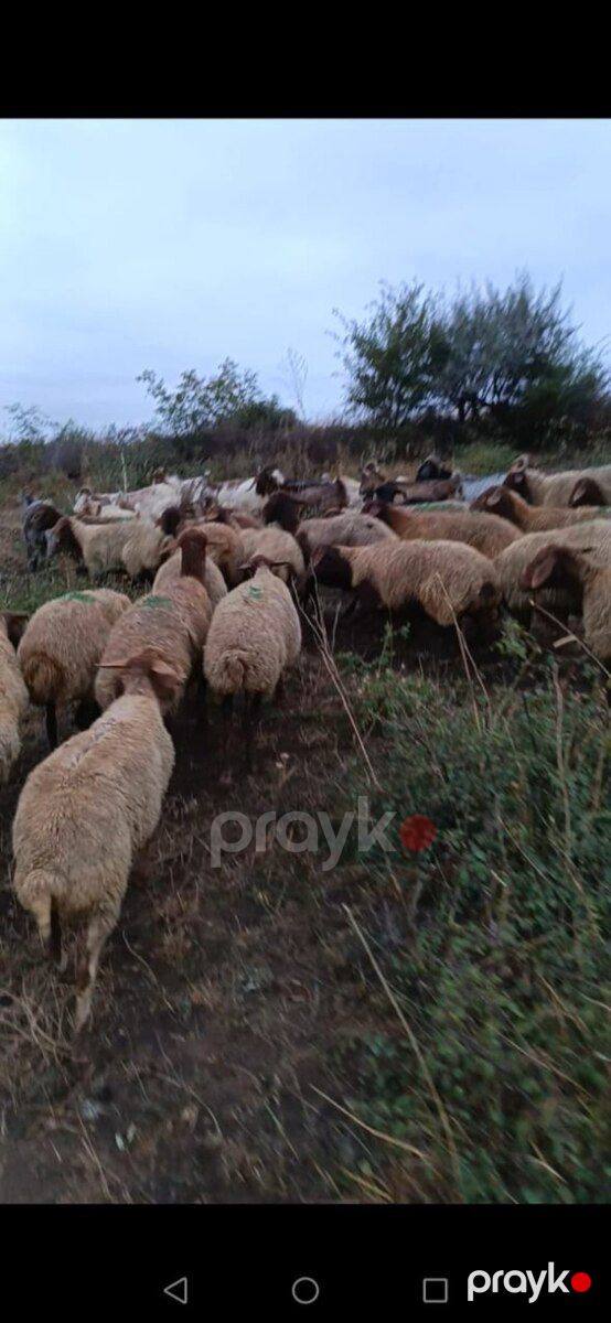 Qoyunlar — Kənd təsərrüfatı heyvanları, Şabran (3)