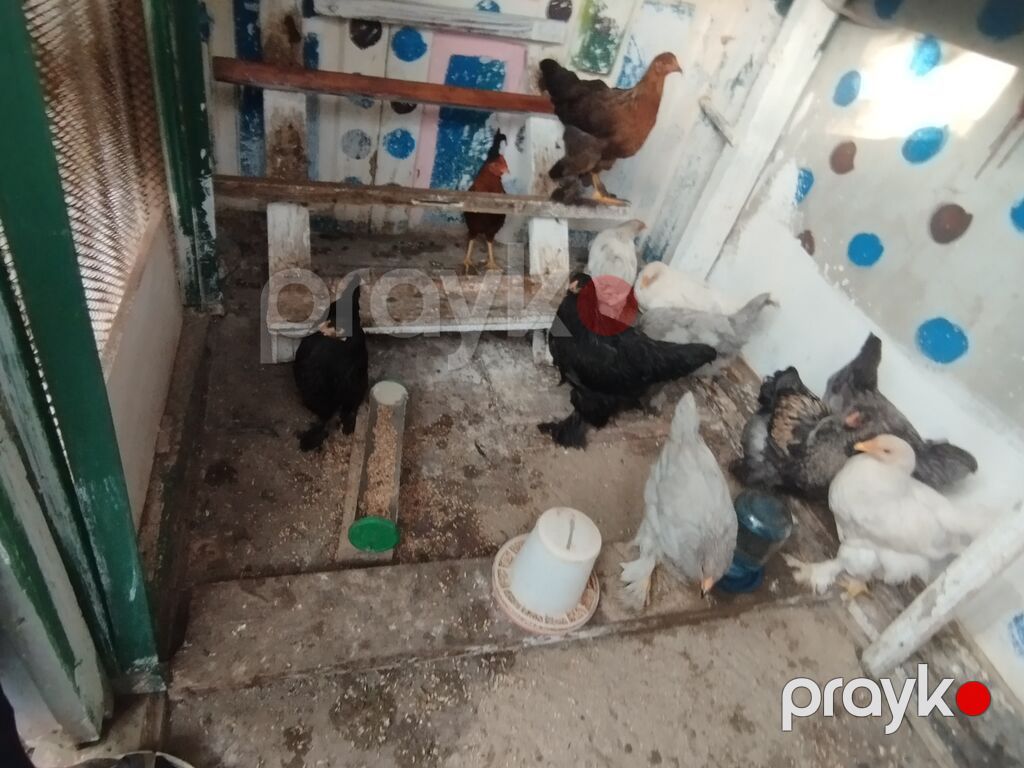 Toyuq, Brama, Damazlıq, Ünvandan götürmə — Toyuq və xoruz, Bakı (3)