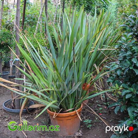 Yeni Zelandiya flaksı (Phormium tenax)