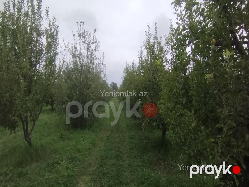 Satılır Torpaq sahəsi, 115 sot, Quba — Torpaq, Quba (10)