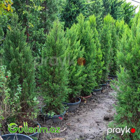 Limon Servi (Cupressus macrocarpa 'Goldcrest')