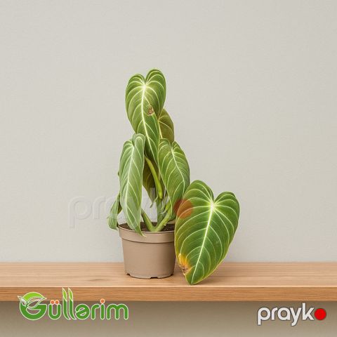 Filodendron (Philodendron) — Bakı