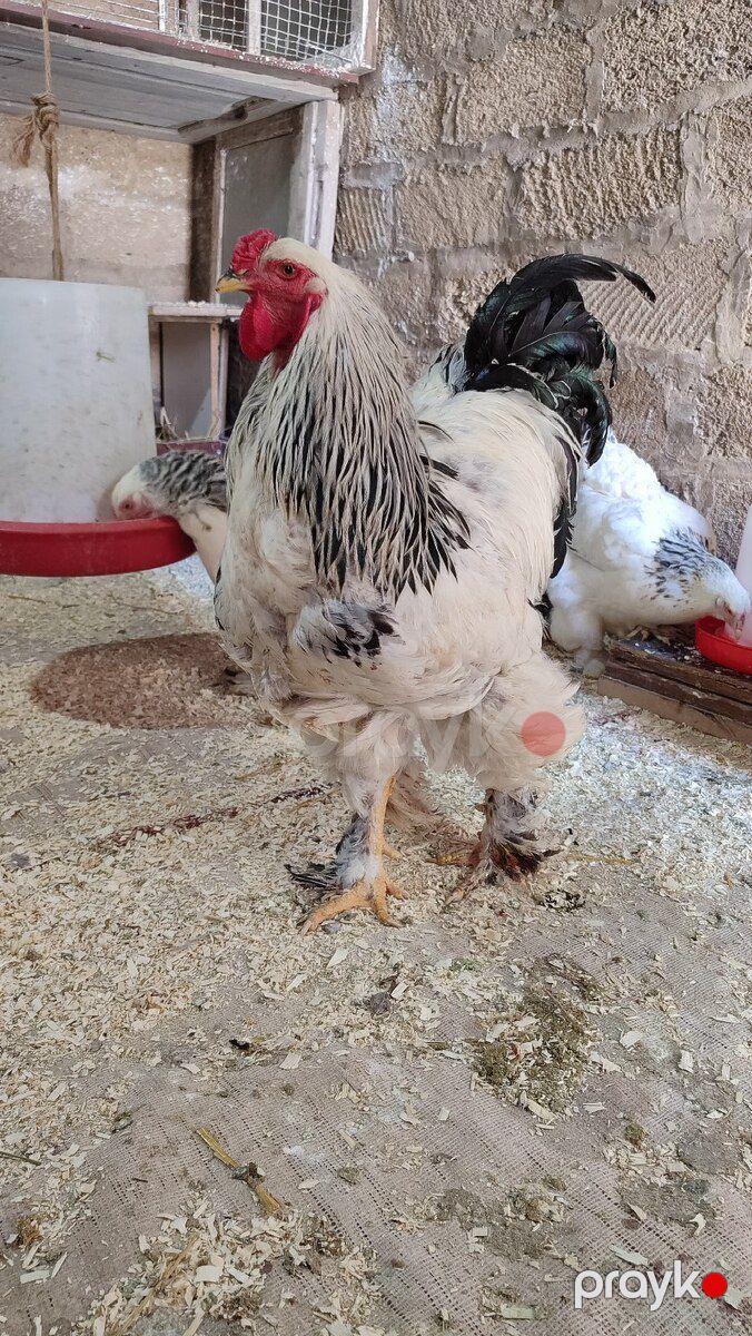 Brama toyuqları — Quşlar, Bakı (3)