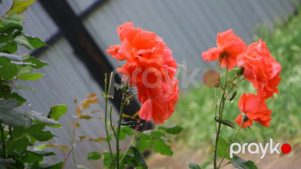 Canon 70D — Foto və video texnikası, Qusar (8)