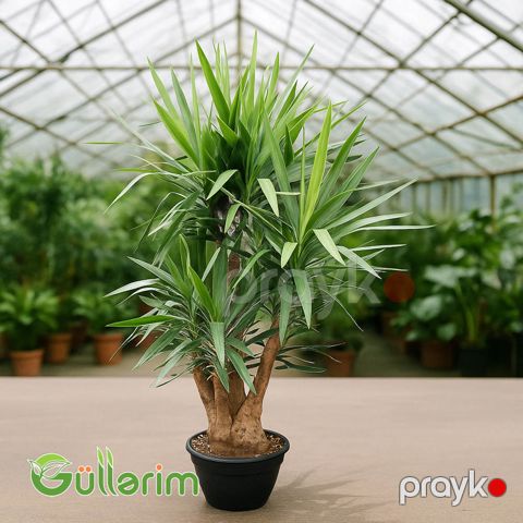 Yucca — Bakı