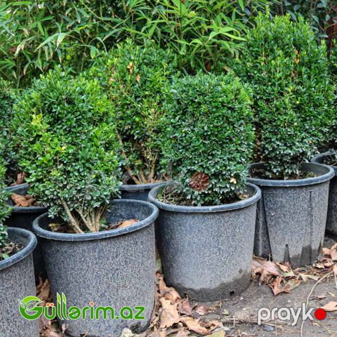 Buksus (Buxus sempervirens)