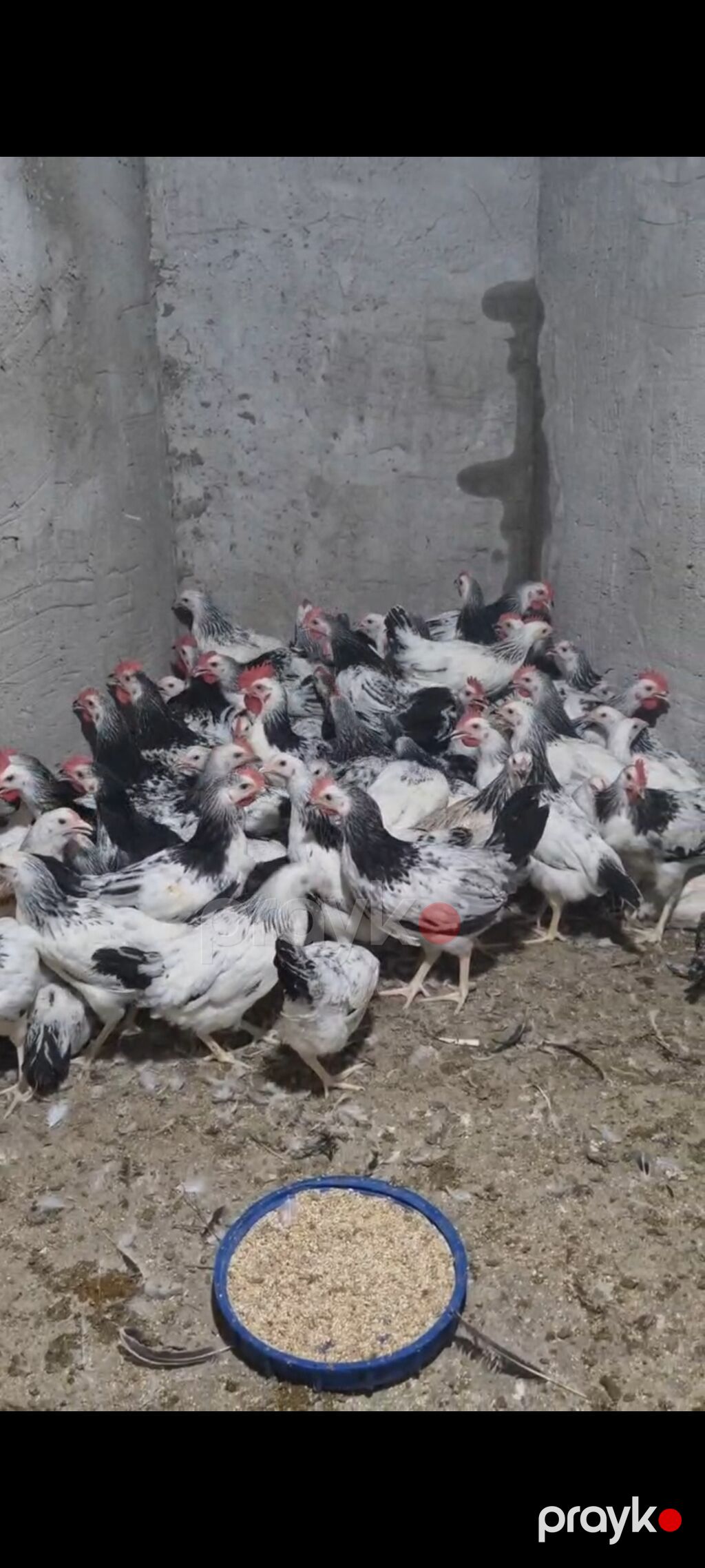Toyuq, Ətlik, Pulsuz çatdırılma — Toyuq və xoruz, Sumqayıt (2)