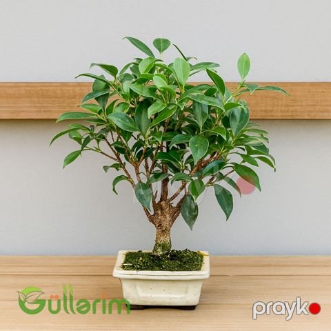 Ficus Bonsai (Fikus Bonsayi) — Bakı