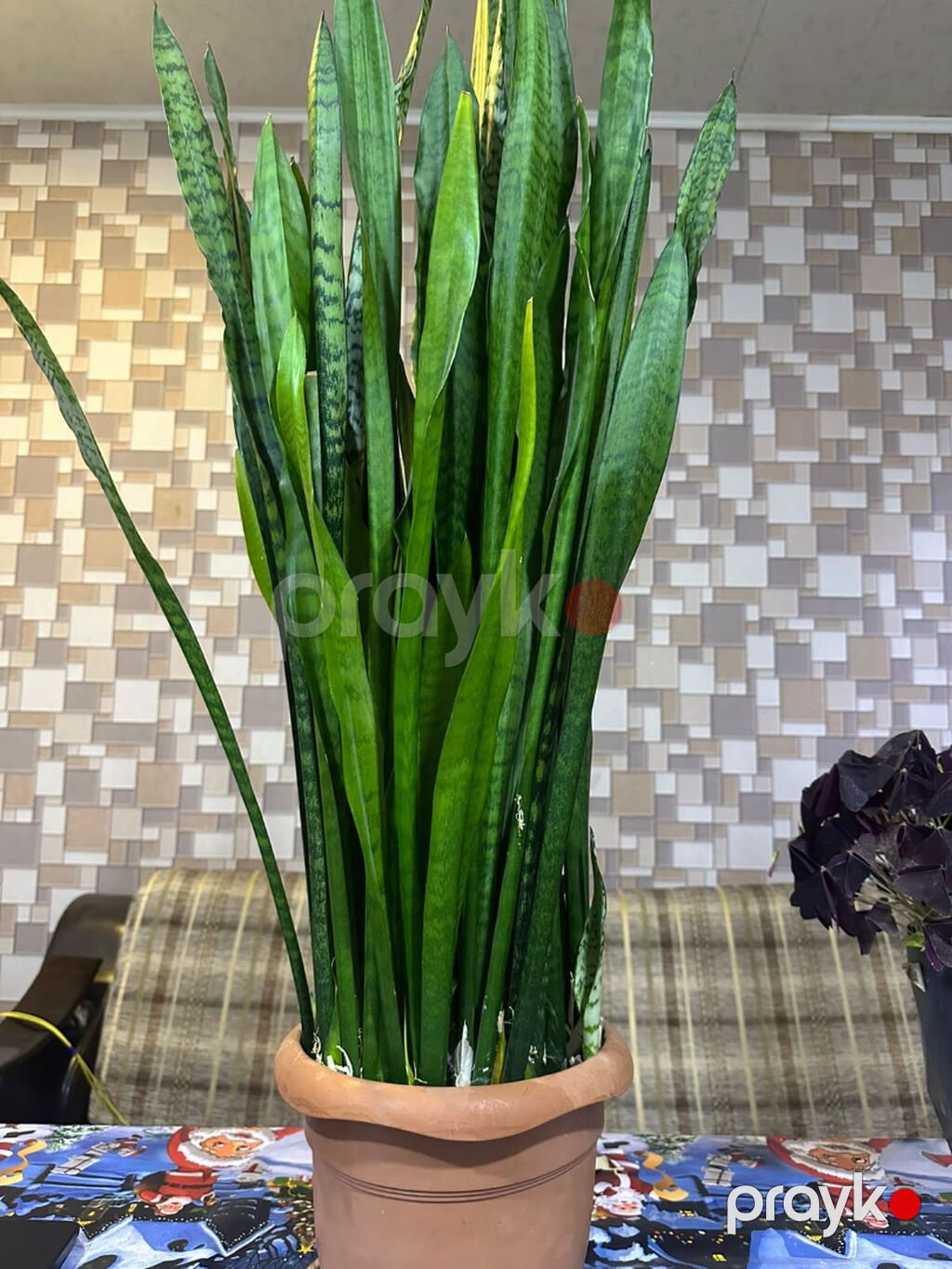 1. Sansevieria – Qılınc gülü 30 AZN Başlıq: Sansevieria (Qılınc — Qapı bitkələri, Bakı (3)