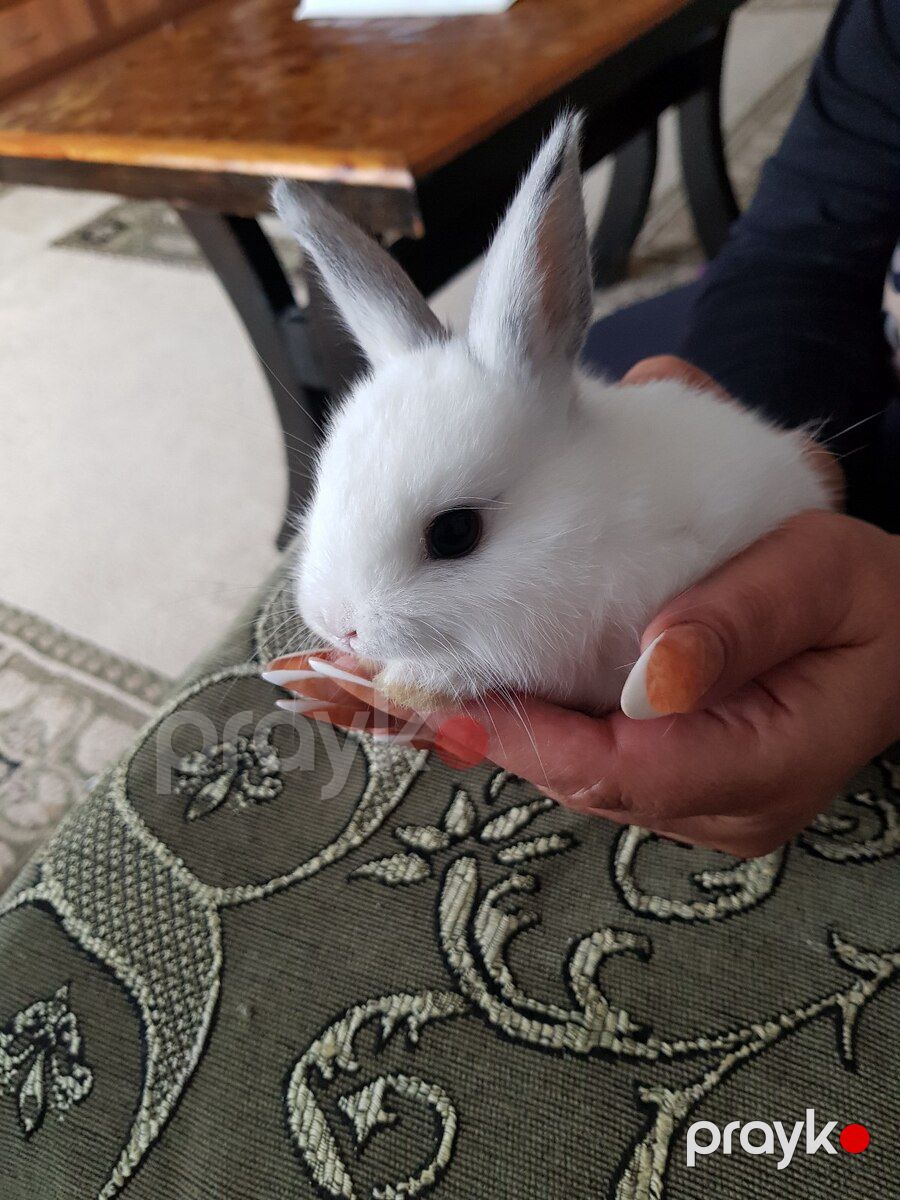 Karlik dovşanlar — Dovşanlar, Bakı (5)