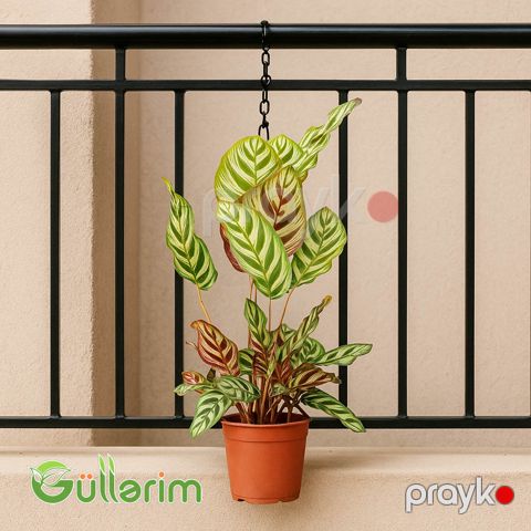 Calathea makoyana, Tavusquşu bitkisi — Bakı