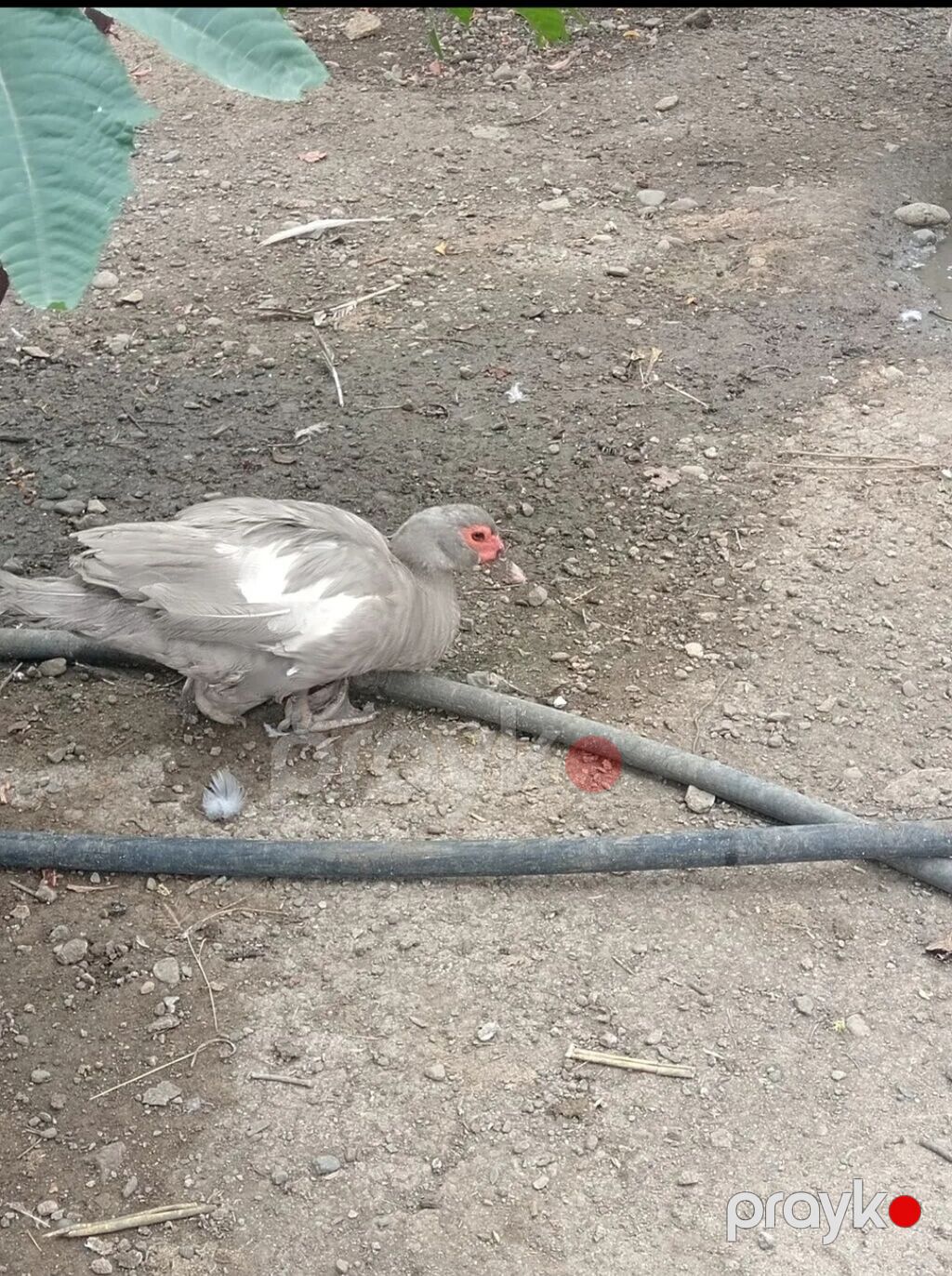 Salam.Lavanda lal ördəkləri satılır.1il4 aylıqdılar,2 erkək 1 dişi — Digərləri, Gəncə (3)