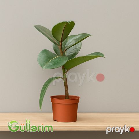 Ficus Elastica (Fikus elastika) — Bakı