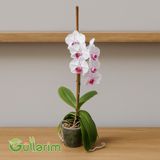 Ağ Orxideya (Phalaenopsis) — Mallar