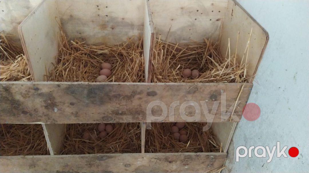 Avstralorp yumurtası — Quşlar, Bakı (3)