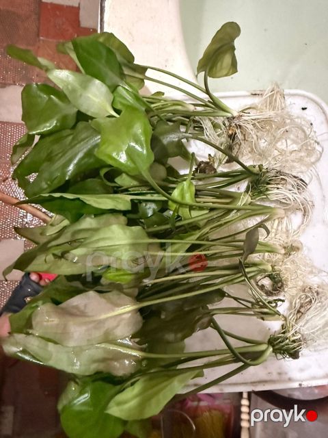 Akvarium üçün təbii güllər — Bakı