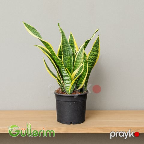 Sansevieria (Sansiveriya) — Bakı