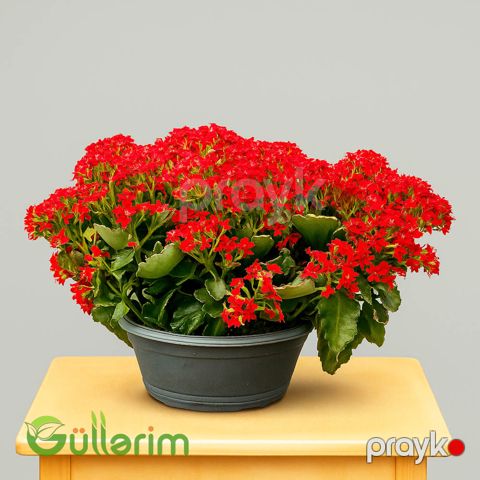 Kalanxoe blossfeldiana (Kalanxoe) — Bakı