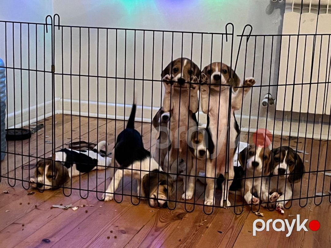Beagle balaları — Köpəklər, Bakı (8)