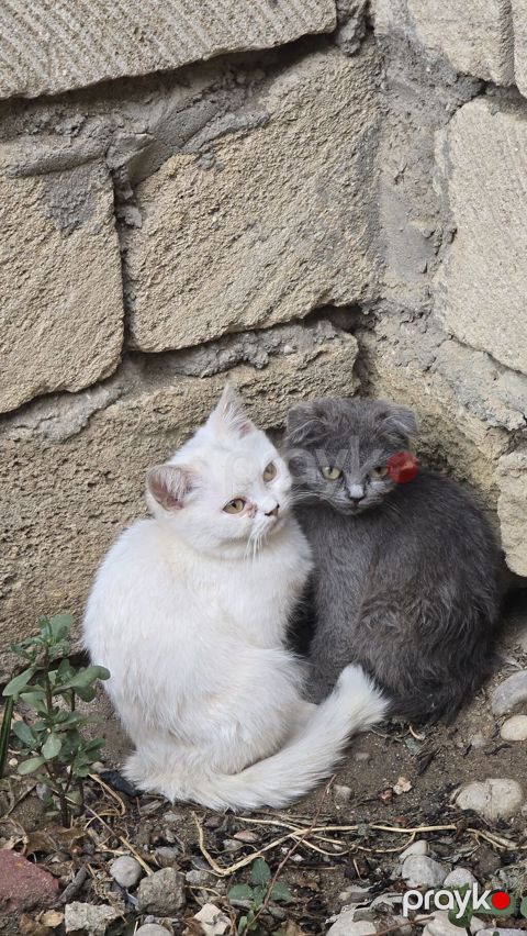 Dişi, Yaxşı əllərə — Bakı
