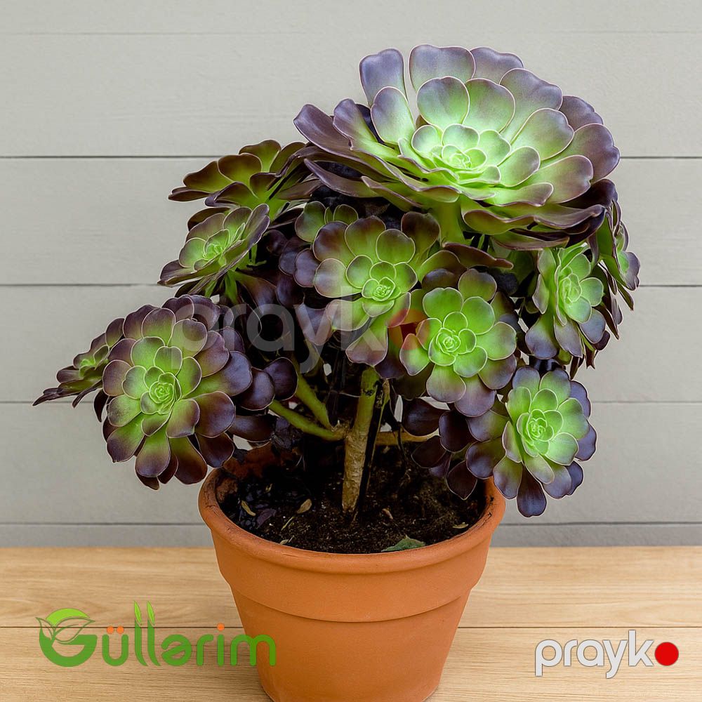 Aeonium — Bitkilər, Bakı (2)
