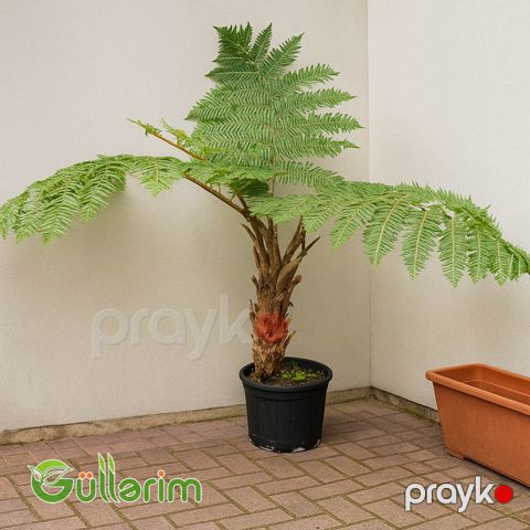 Dicksonia antarctica (Ağac qıjısı) — Bakı