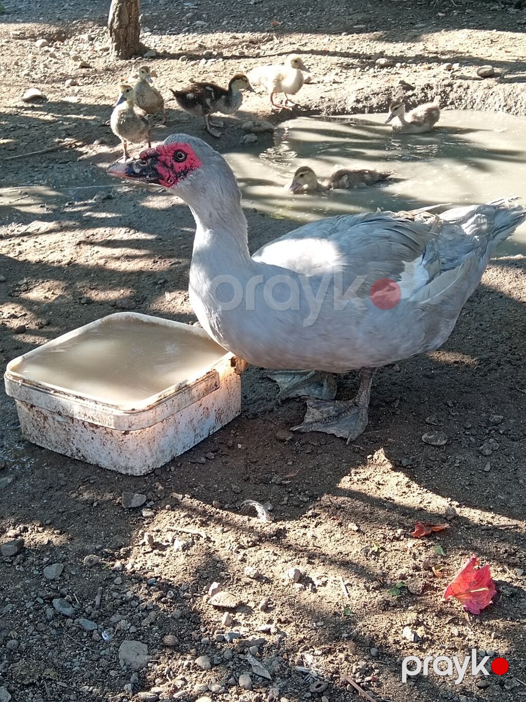 Salam.Lavanda lal ördəkləri satılır.1il4 aylıqdılar,2 erkək 1 dişi — Digərləri, Gəncə (6)