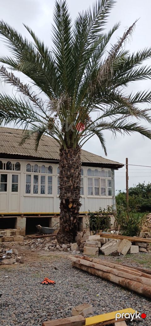 Xurma palması (Phoenix dactylifera) – iri ölçülü, dekorativ landşaft — Bakı