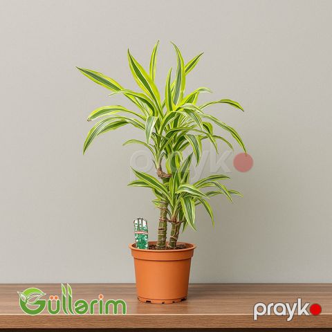 Dracena Limon Lime — Bakı