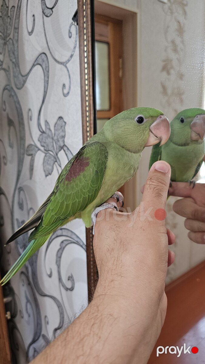Tutuquşu — Quşlar, Salyan (3)