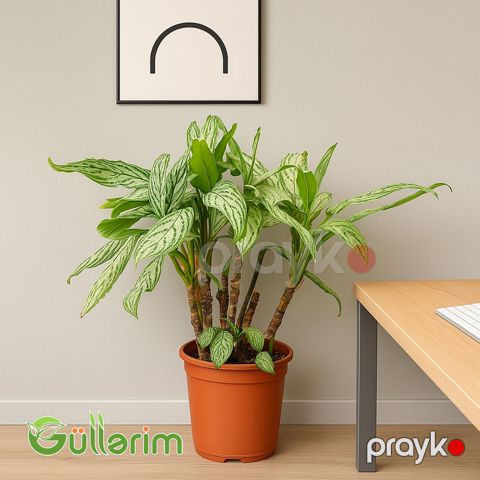 Aglaonema (Aqnolema) — Bakı