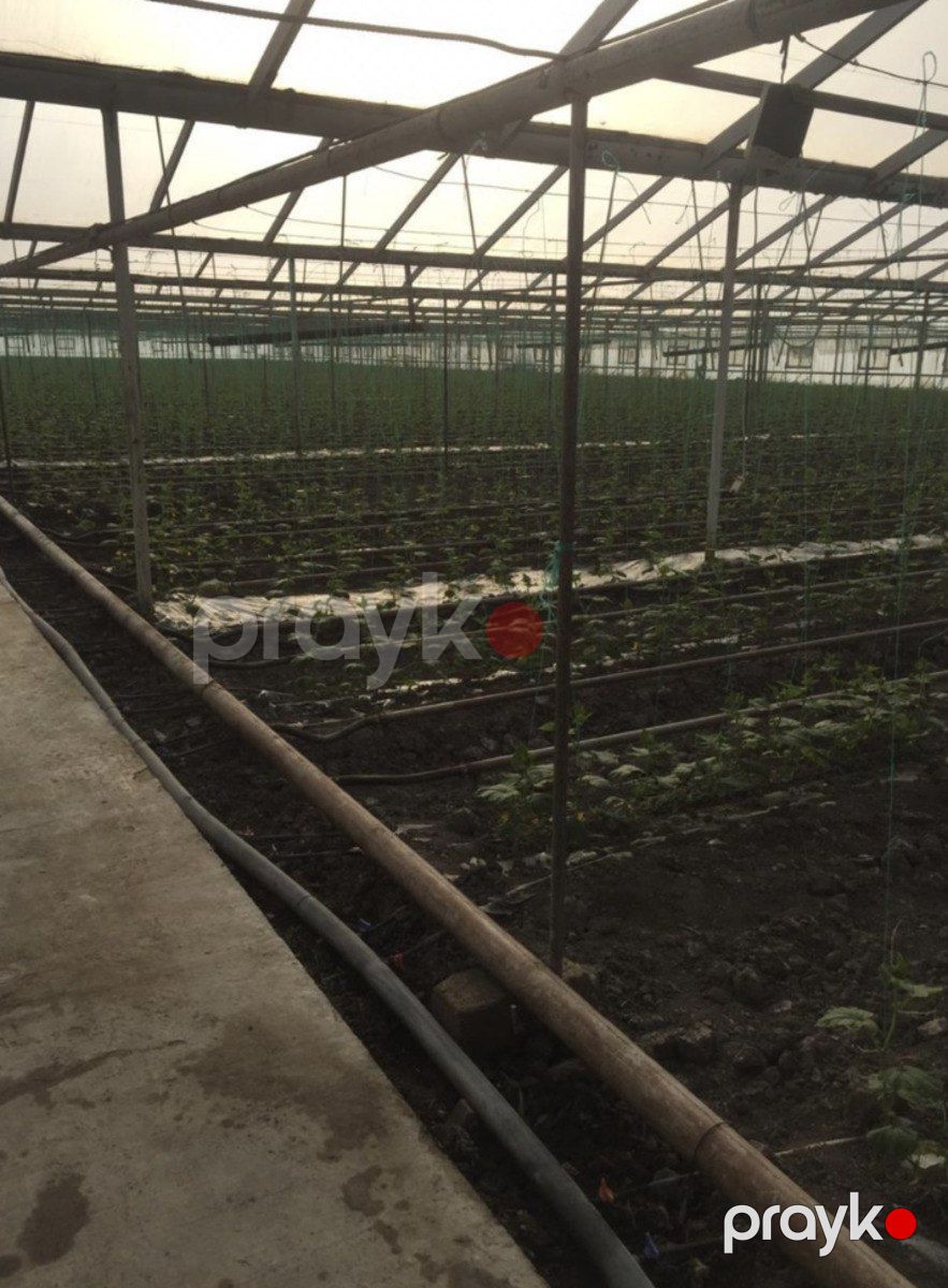 Satılır obyekt 60000 m² — Əmlak, Salyan (7)