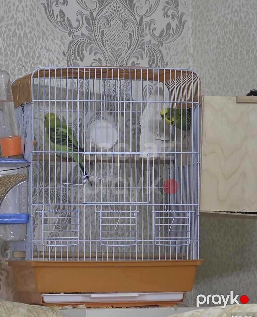 Hər şey daxil 35 azn cüt papuqay — Qəfəslər, Masazır (3)