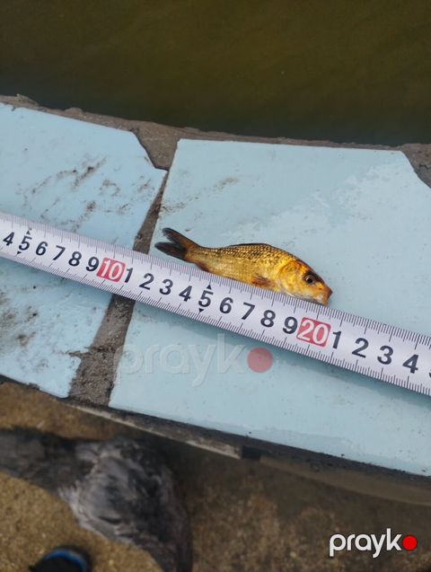 Koi, Sülhsevər, Ödənişli çatdırılma — Digah