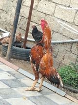 Xoruz, il: 3, Ünvandan götürmə — Курицы и петухи