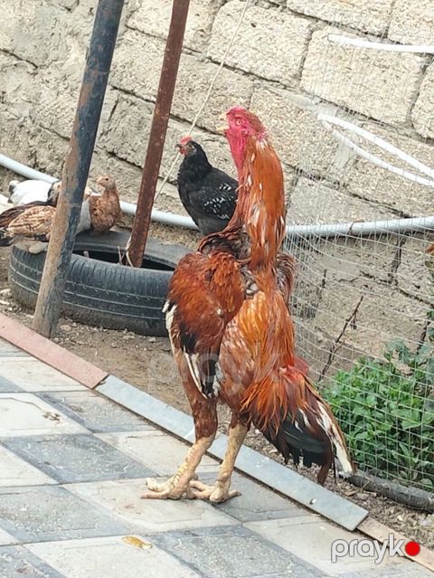 Xoruz, il: 3, Ünvandan götürmə