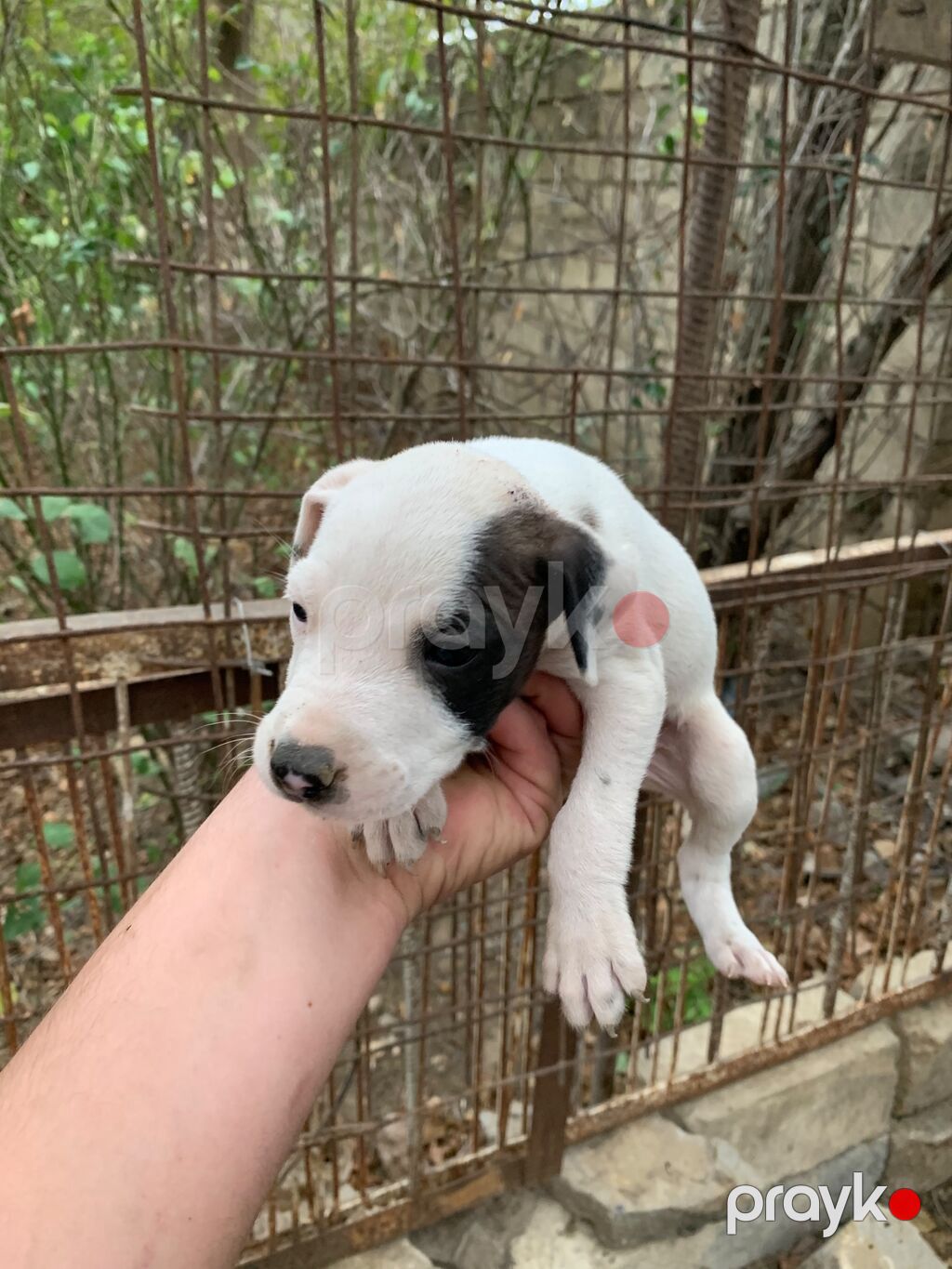 Amstaff/Pitbull penvendli 1 ayliq 4 dişi 4 erkek Şəkillərdə balaca — Köpəklər, Biləsuvar (6)