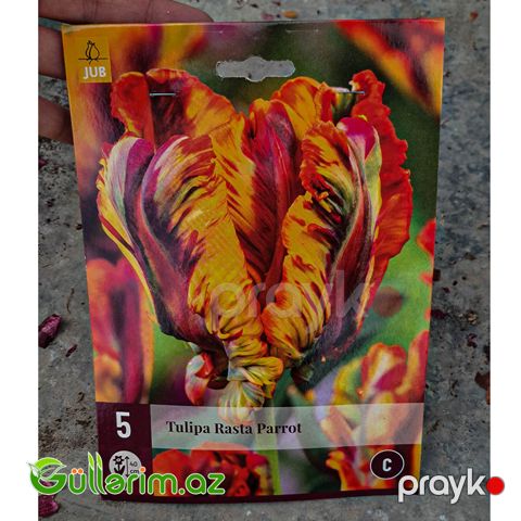 Papuqay Tulpan Rasta (Tülpan)
